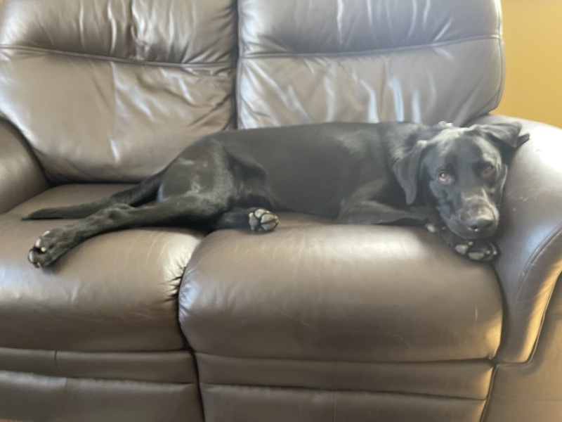 Puppy Survival Thread - as we approach Fireworks night for the first time…