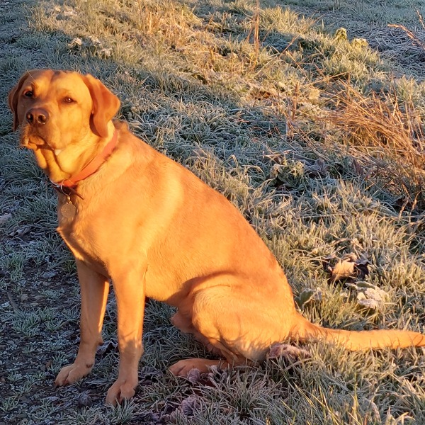 Can we share dog pictures?