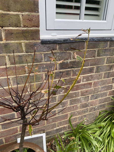 DH refuses to admit our bay tree is dead. Please see pic. I'm right aren't I?