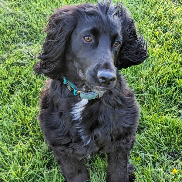 Cocker spaniel puppy