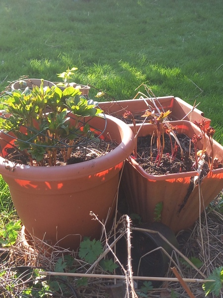 Have your peonies sprouted yet?