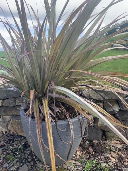 What is this plant please 