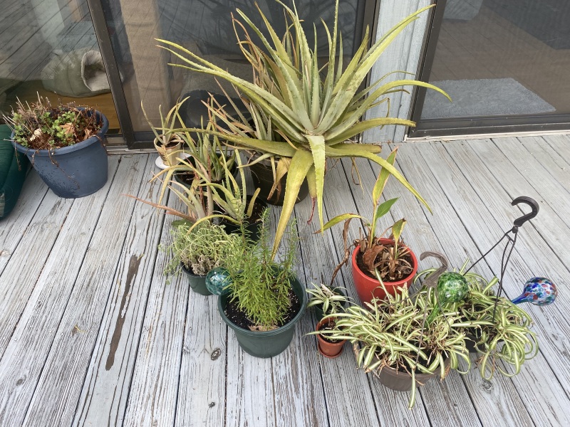 Aloe Vera plants