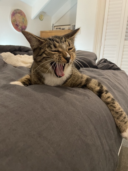 I told my cat a joke and this is how much she enjoyed it ...