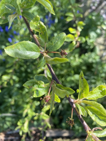 Countdown to Christmas 2023: get past the post-Christmas slump by thinking about the next one! (Thread 1.)