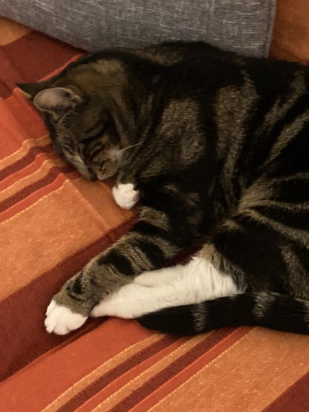 Cat with no name....