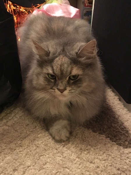 I told my cat a joke and this is how much she enjoyed it ...