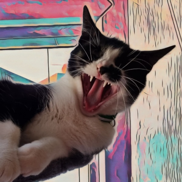 I told my cat a joke and this is how much she enjoyed it ...