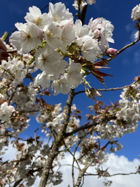 What do you love in your garden at the moment?