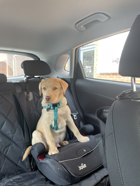 Puppy Survival Thread - as we approach Fireworks night for the first time…