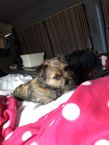 Dogs in bedrooms