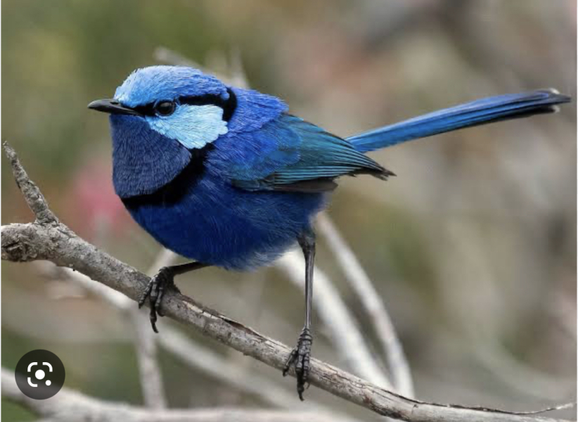 Your favourite breeds of bird...