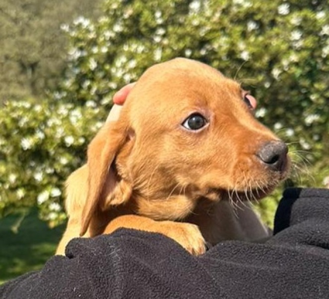 Puppy name!