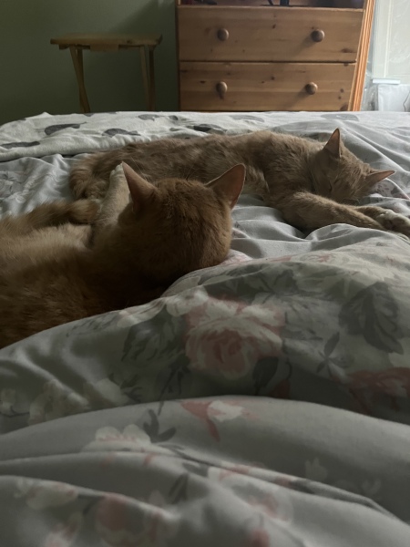 Cancer Support thread 86 - Stay Positive 