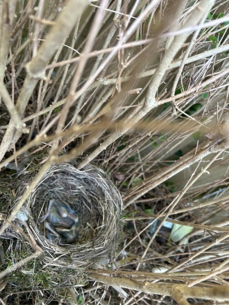 Dead blackbird chick *TW pic*