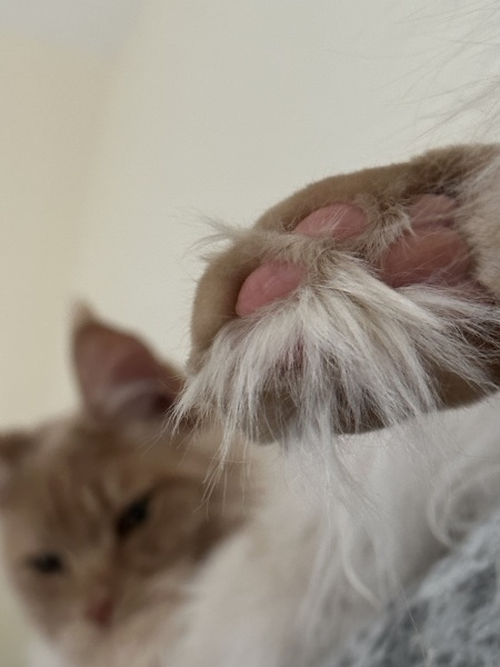 Toe Beans 