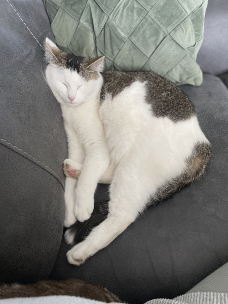White cats, or any cats, really...