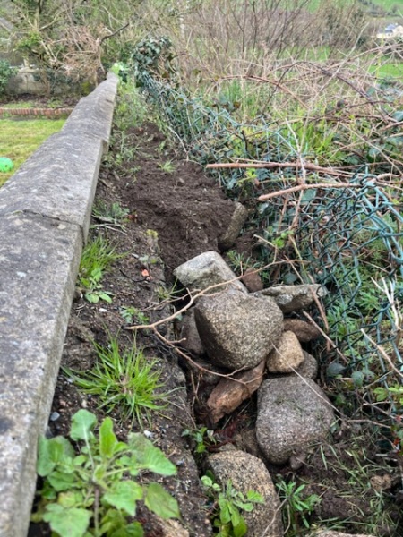 Growing a blackcurrant plant - help