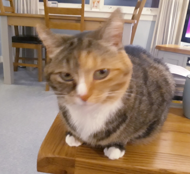 Cat owners: what do I need to know? 