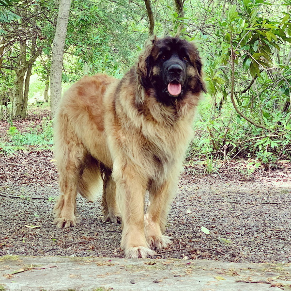 Can we share dog pictures?