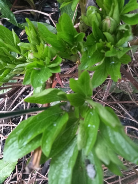 Have your peonies sprouted yet?