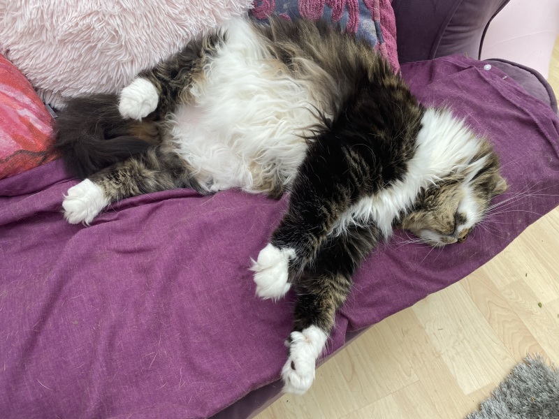 I told my cat a joke and this is how much she enjoyed it ...