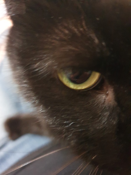 How many black cats...