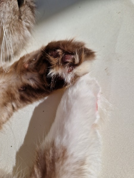 Toe Beans 