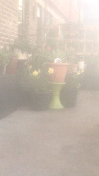 Can I plant a new rose in an old pot 