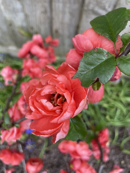 What thing do you love in your garden?