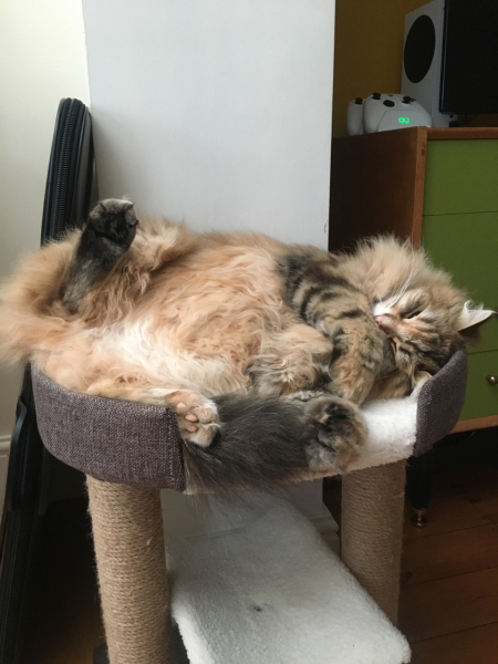 Siberians