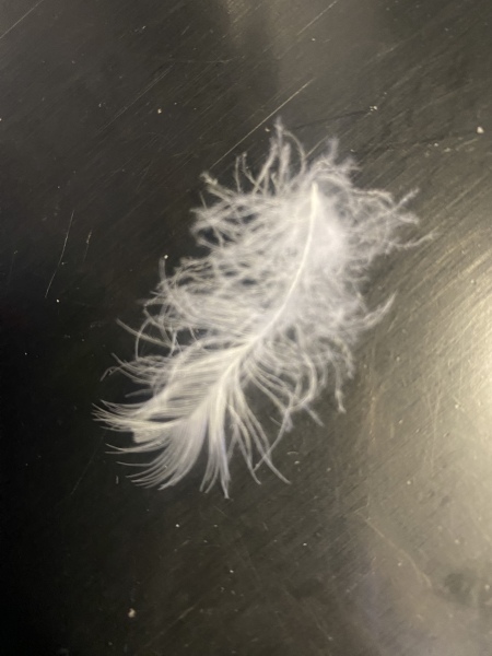 White Feathers 