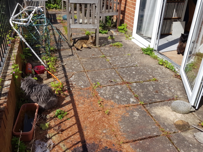 Thug cat part 5 - For he will not do destruction, if he is well-fed, neither will he spit without provocation.