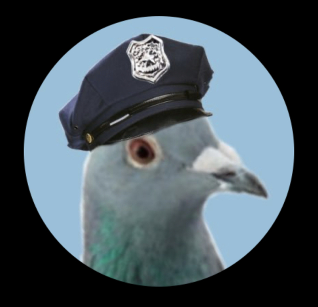 Pigeons on next doors roof 