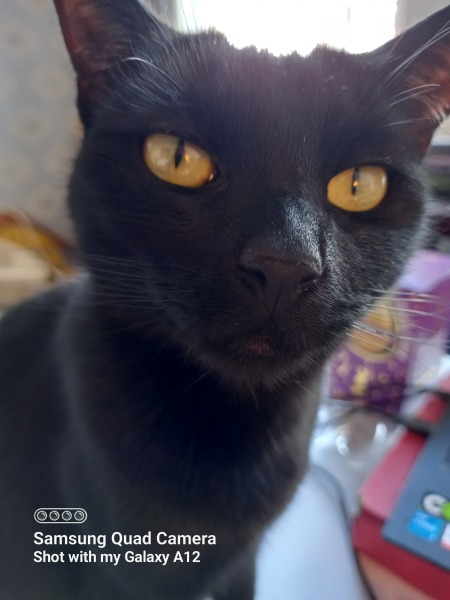 Sneezy cat..... Or not.