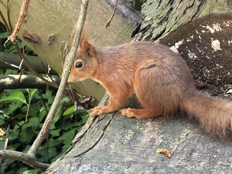 Thread 45 GCSE Covid Cohort - Bunnies bouncing into Spring