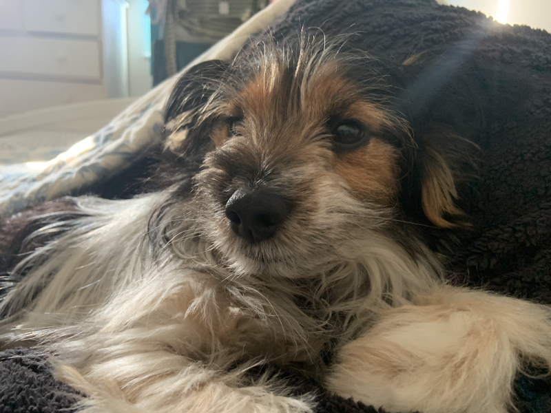 Best small dog breed for first timer 