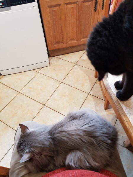 Cats used to be worshiped as Gods...