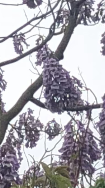 What is this tree with purple flowers