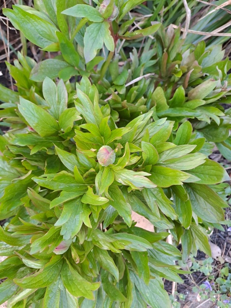 Have your peonies sprouted yet?