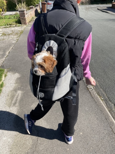 Puppy Survival Thread - as we approach Fireworks night for the first time…