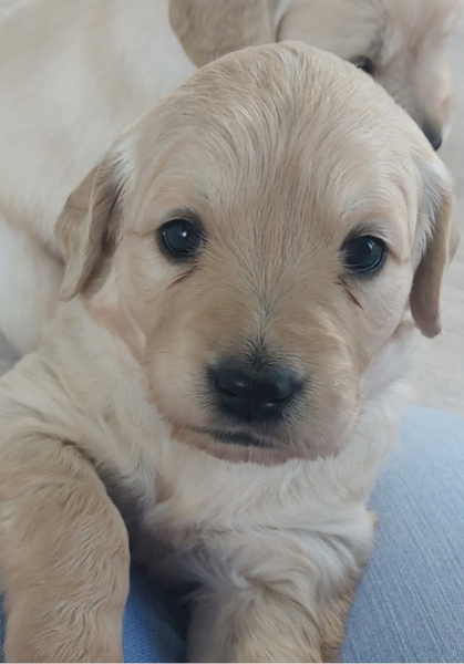 Name for a golden retriever puppy