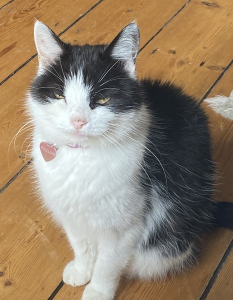 I told my cat a joke and this is how much she enjoyed it ...