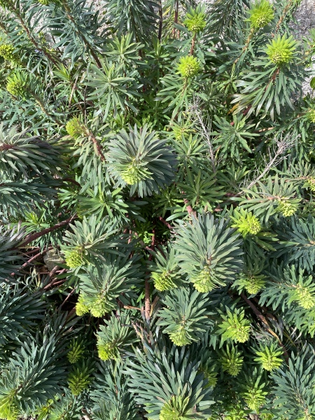Stupid plant ID question.