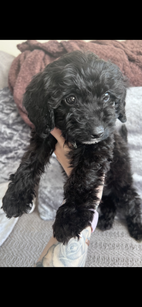 What dog is this??