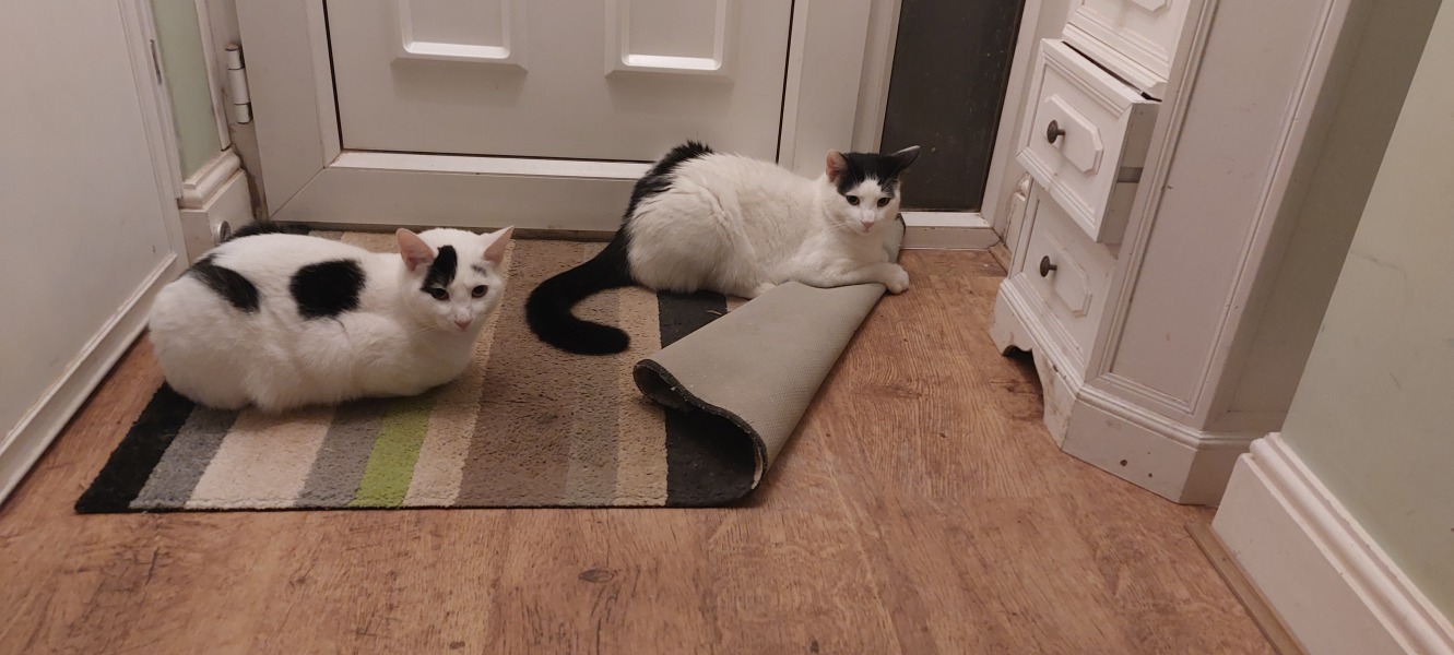 White cats, or any cats, really...