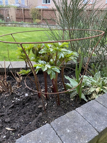 Have your peonies sprouted yet?