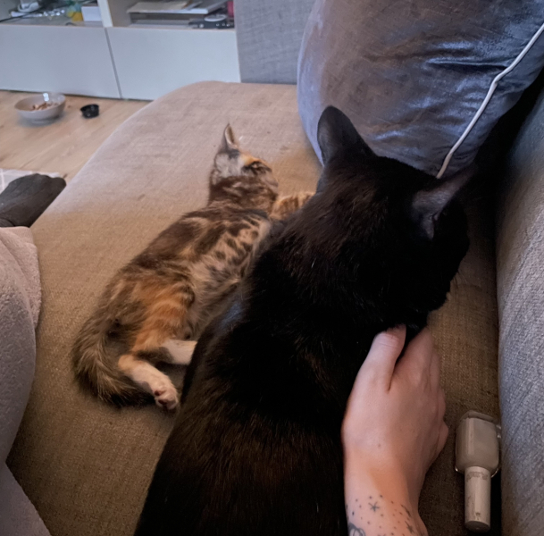 Sad to have to give kitten back to breeder