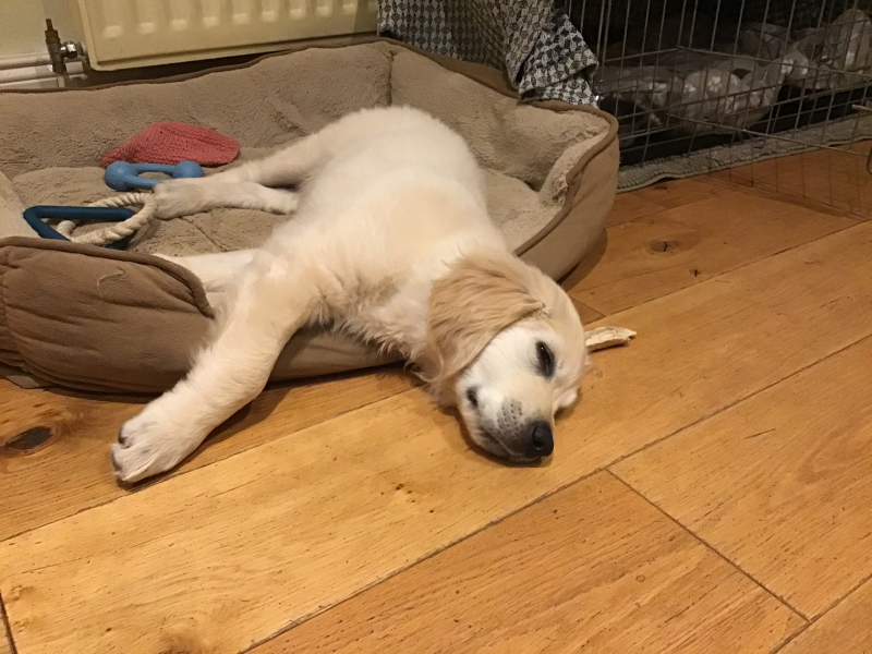 What do you call your dog…?