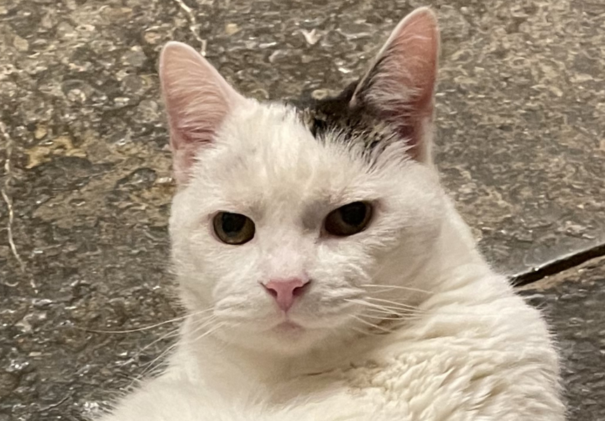 White cats, or any cats, really...